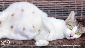 صفر تا صد آمادگی برای زایمان گربه