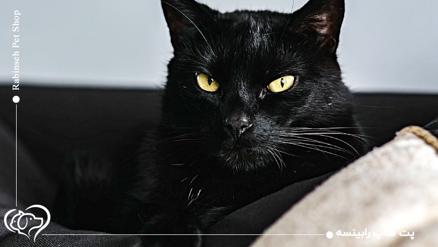 رفتارهای مرموز و کمتر شناخته‌شده گربه‌ها