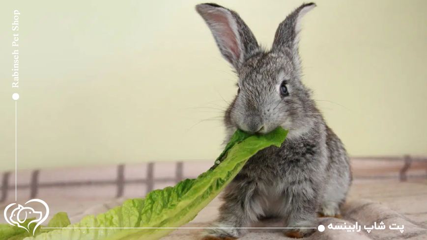 غذای خانگی برای خرگوش