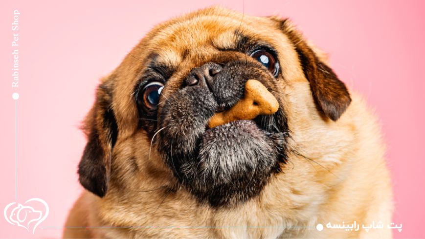 نگهداری حیوانات خانگی