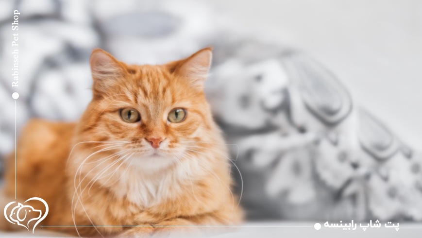 بهداشت و نظافت در گربه‌ها