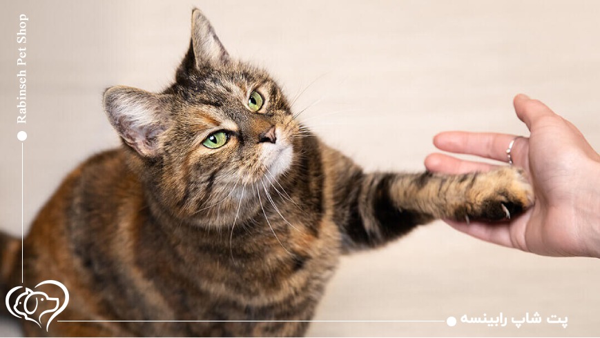 تغذیه گربه‌ها؛ فراتر از غذا دادن ساده