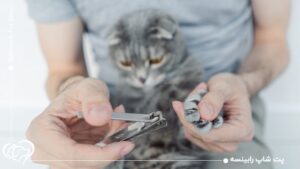 گرفتن ناخن گربه با ناخن گیر انسانی؛ کار درستی هست؟
