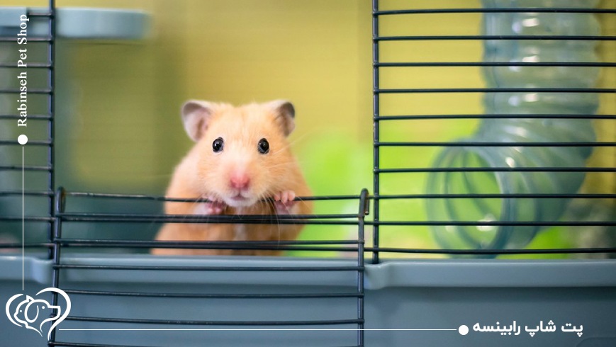 خرید قفس همستر