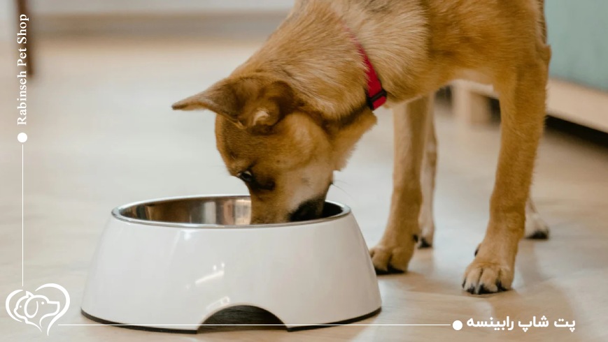 لیست وسایل ضروری برای حیوان خانگی