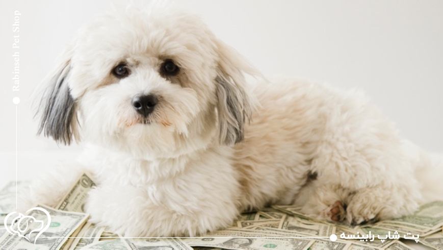 اشتباهات رایج در نگهداری حیوانات خانگی