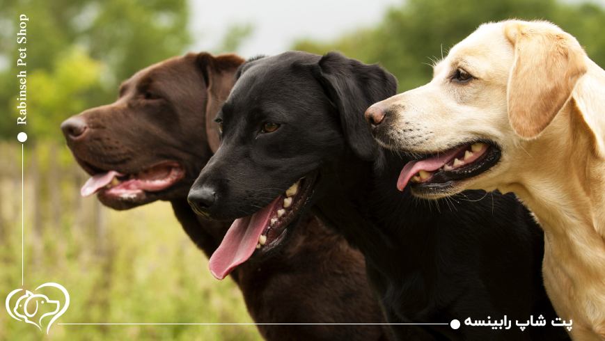لابرادور رتریور سگ محبوب در ایران