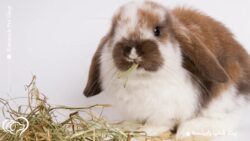 اگر یونجه غذای خرگوش نباشد چه می‌ شود؟