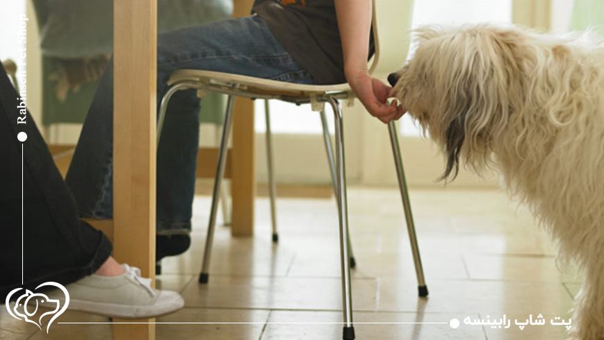 غذای خانگی برای سگ