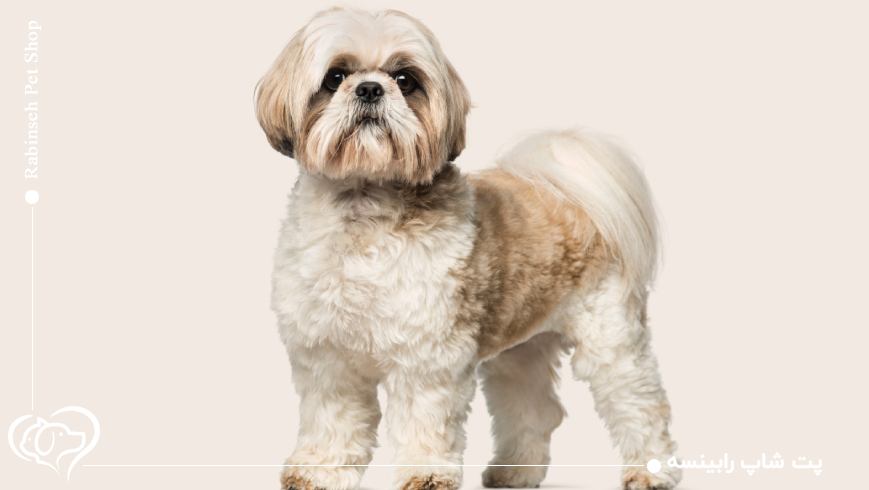 سگ نزاد شیتزو