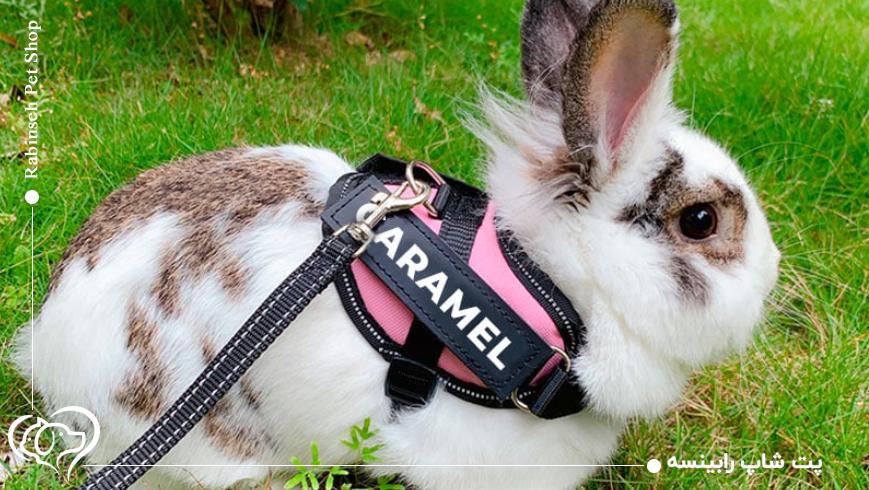 چرا خرگوش‌ها هم به قلاده نیاز دارند؟