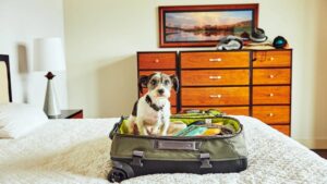 چطوری با سگمون بریم سفر؟ بررسی نکات خیلی مهم!