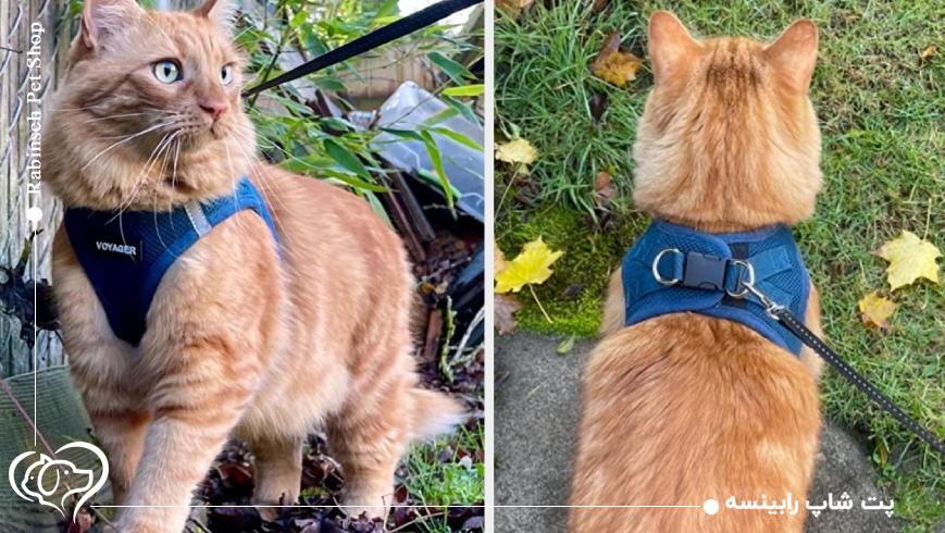 تفاوت‌های قلاده گربه با قلاده سگ