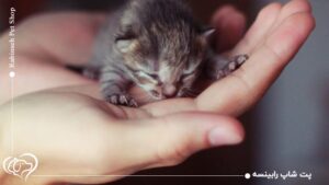 راهنمای نگهداری از بچه گربه؛ نکاتی که تا به حال نمی‌دانستید!