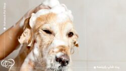 بهترین شامپو برای سگ؛ معرفی و خرید مستقیم