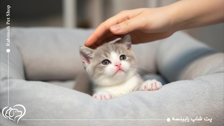 آموزش رفتار و تربیت بچه گربه