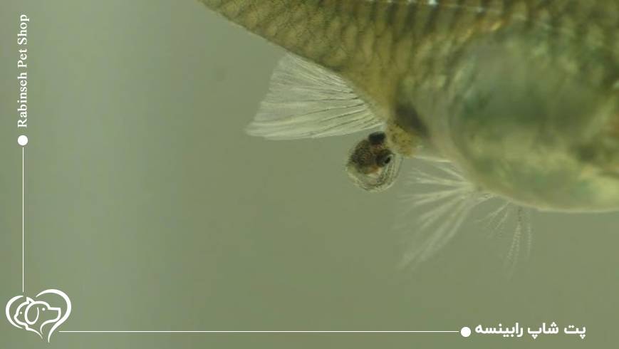 چگونه از نوزادان ماهی محافظت کنیم؟ نکات حیاتی برای افزایش بقا