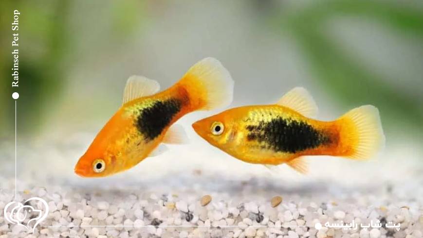 اشتباهات مرگبار در نگهداری از ماهیان تازه متولدشده