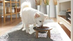 رژیم غذایی سگ ها براساس نژاد