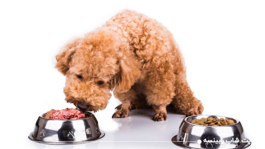 مزایا و معایب غذای تر برای حیوانات خانگی