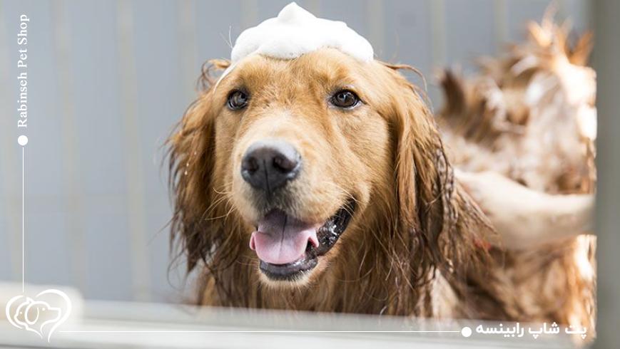 راهنمای خرید مستقیم بهترین شامپوی سگ