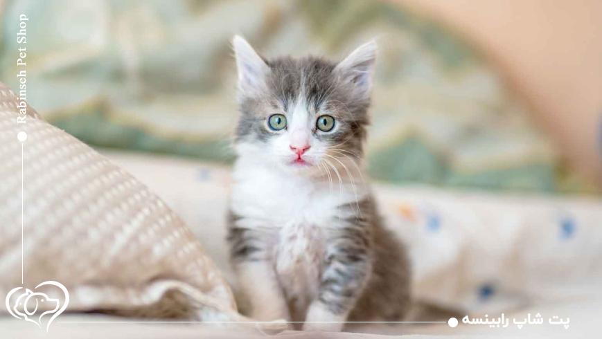 چه زمانی باید از شیر خشک مخصوص گربه استفاده کرد؟