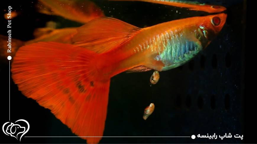 نقش تغذیه مناسب در سلامت مادر و نوزادان ماهی