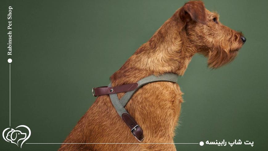 خرید قلاده مناسب برای حیوانات خانگی