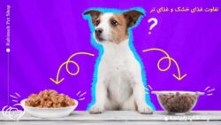 تفاوت غذای خشک و غذای تر برای حیوانات خانگی