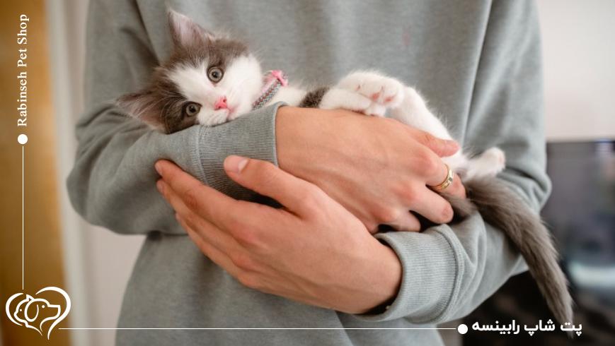 دمای مناسب محیط برای بچه گربه‌ها