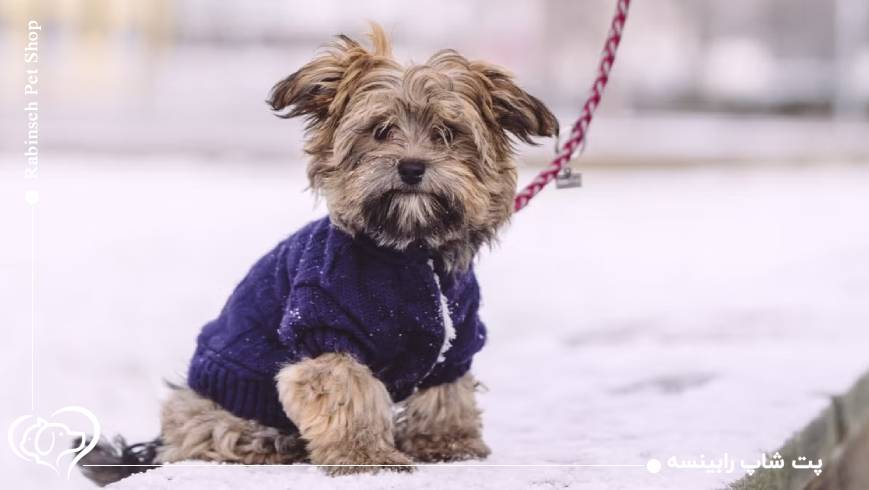 خطرات سرمای شدید برای حیوانات خانگی
