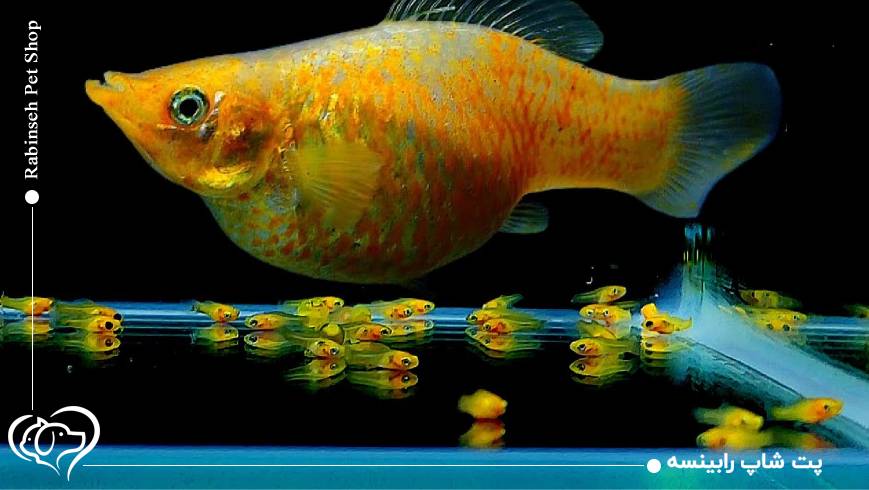 چگونه بارداری ماهی آکواریومی را تشخیص دهیم؟ علائم ظاهری و رفتاری