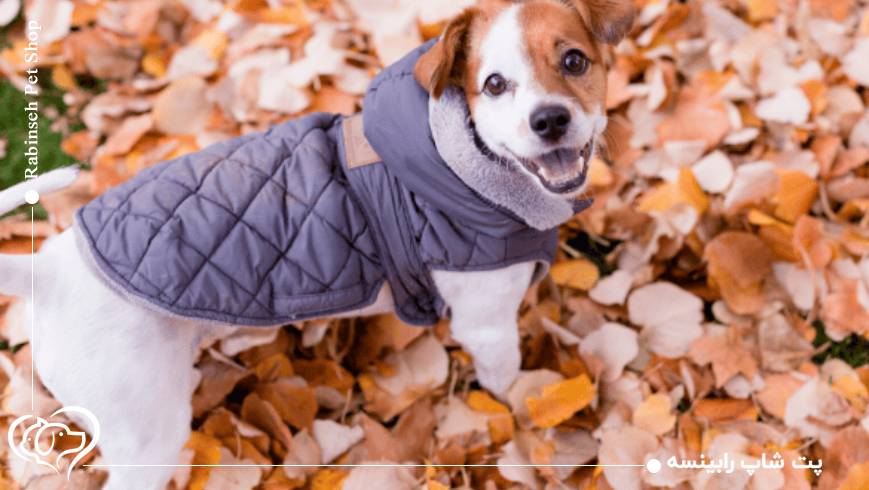 گرم نگهداشتن حیوان خانگی در زمستان