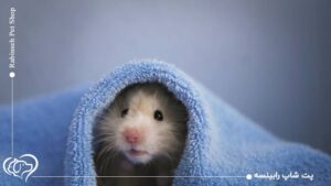 زخمی شدن گوش همستر خطرناکه؟