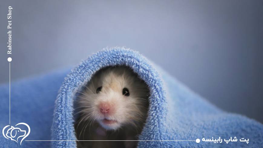 زخمی شدن گوش همستر خطرناکه؟