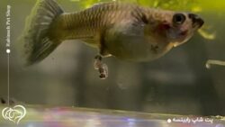 همه چیز درمورد زایمان ماهی های آکواریومی