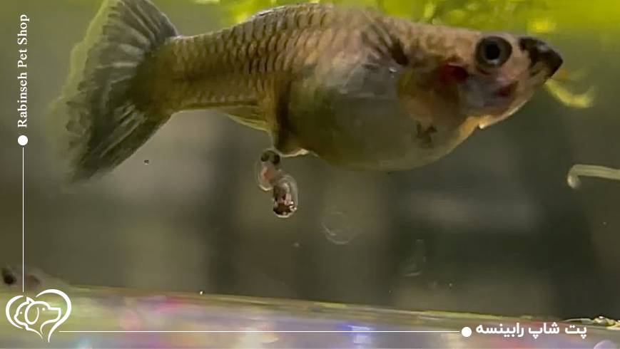 همه چیز درمورد زایمان ماهی های آکواریومی