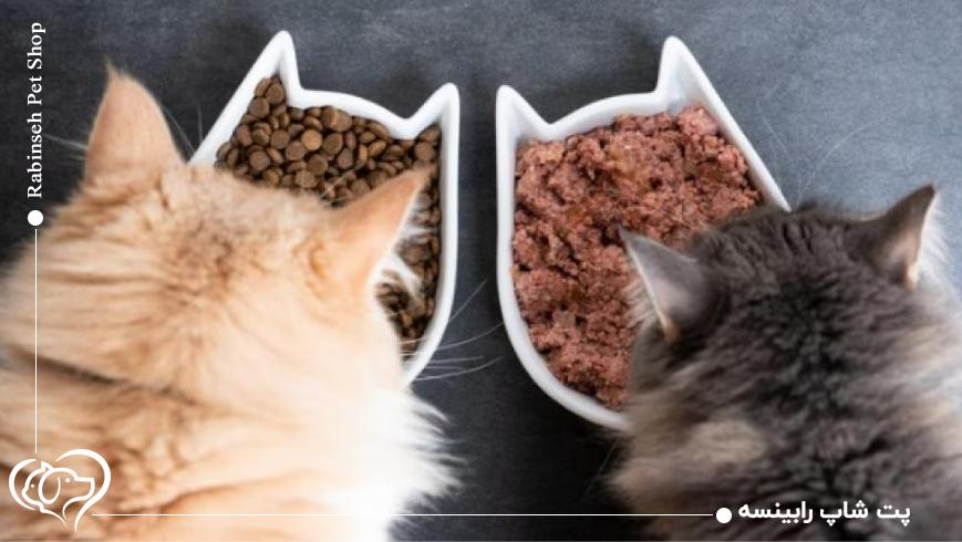 ترکیب غذای خشک و تر؛ آیا میتوان از هر دو نوع استفاده کرد؟