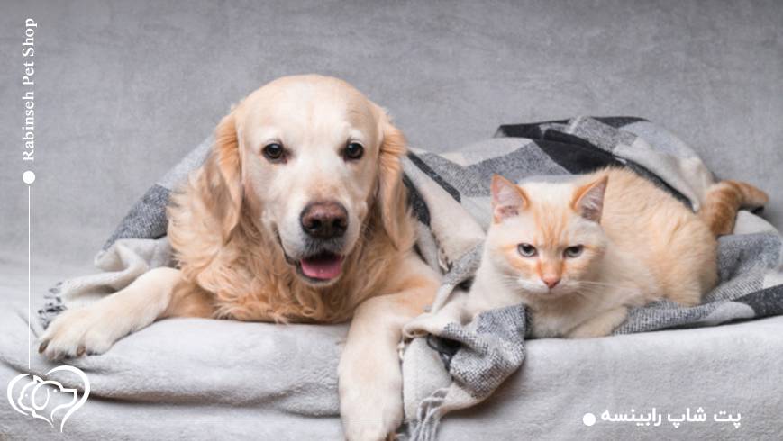 نشانه‌های سرمازدگی و زمان مراجعه به دامپزشک