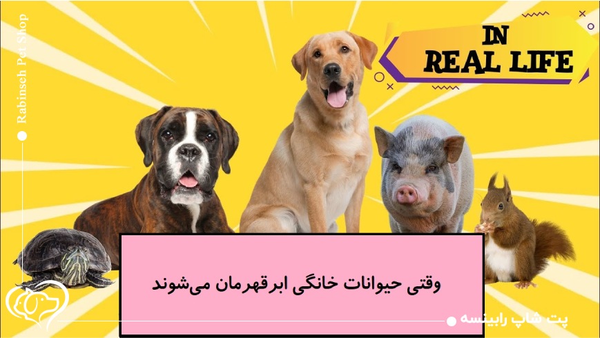 وقتی حیوانات خانگی ابرقهرمان می‌شوند