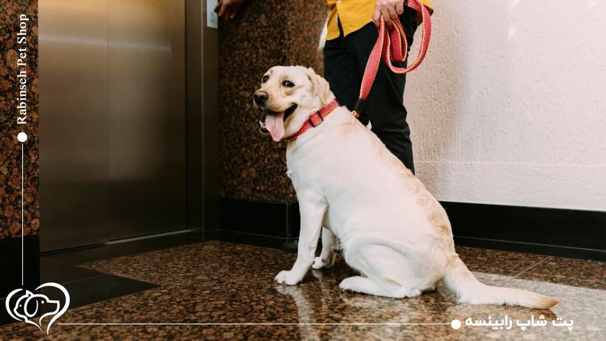 1. قلاده و بند؛ اولین و مهم‌ترین وسیله