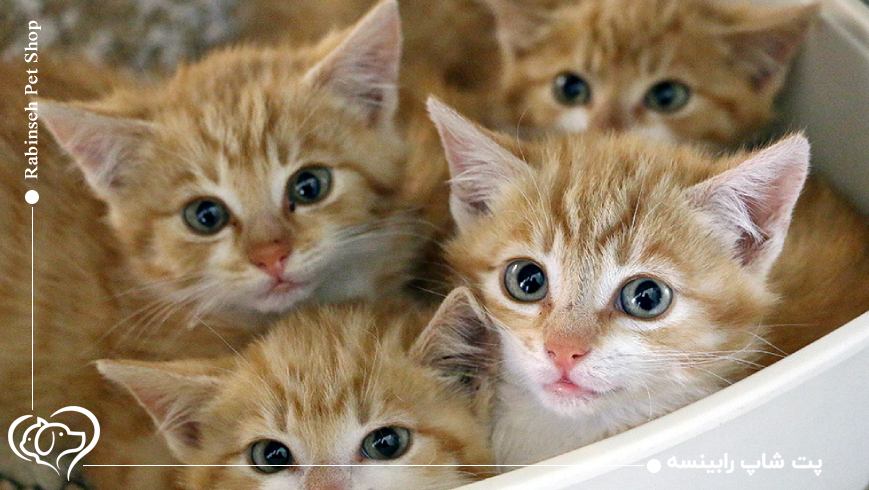 مهم‌ترین ویژگی‌های خاک گربه مناسب فضای بسته