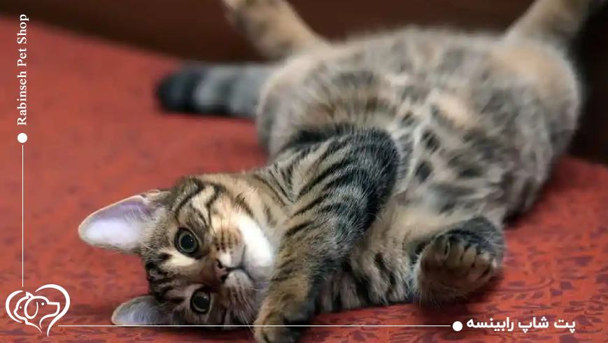 بایدهای مراقبتی در زمان فحل شدن گربه