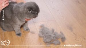 آیا موی گربه باعث بیماری می‌شود؟ یکبار برای همیشه این باور را بررسی کنیم!