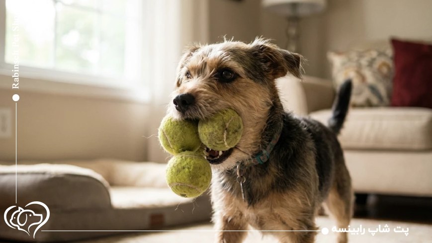 جوجو؛ رکوردار حمل توپ تنیس با دهان