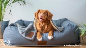 لوازم ضروری برای سگ آپارتمانی؛ از قلاده تا اسباب بازی