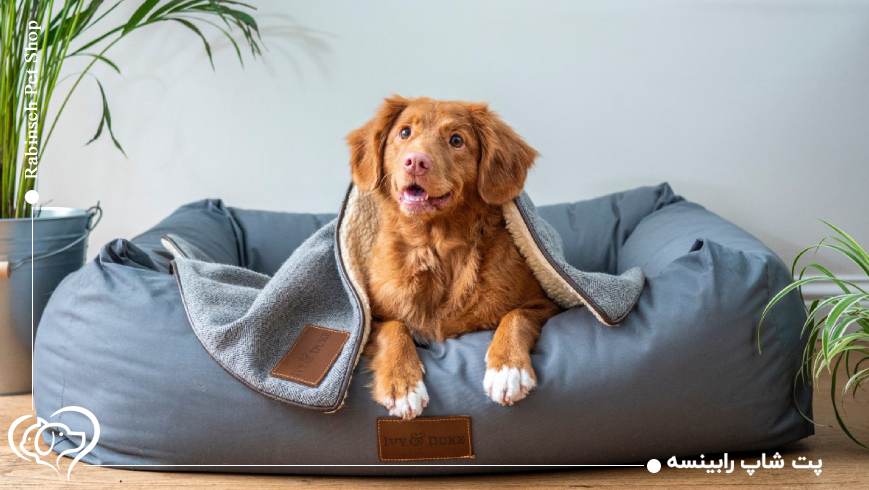 لوازم ضروری برای سگ آپارتمانی؛ از قلاده تا اسباب بازی