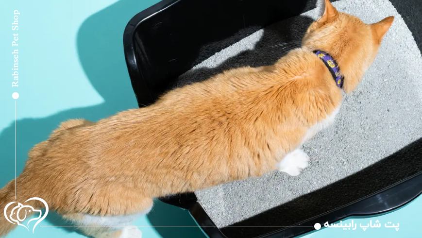 اهمیت قدرت جذب رطوبت در خانه‌های کوچک