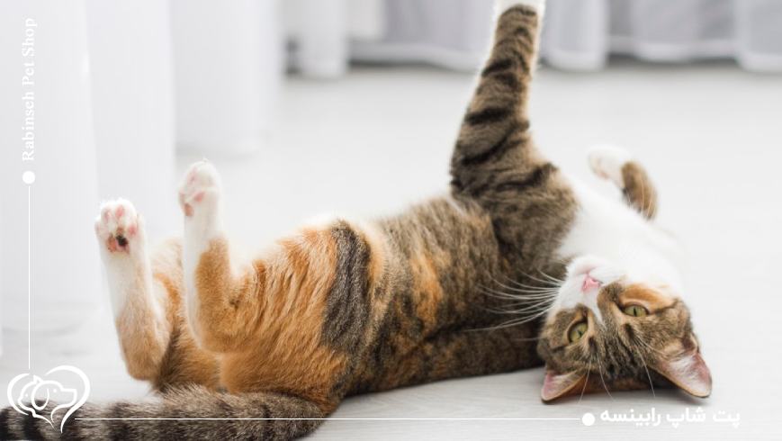 آیا فحل شدن برای گربه دردناک یا خطرناک است؟