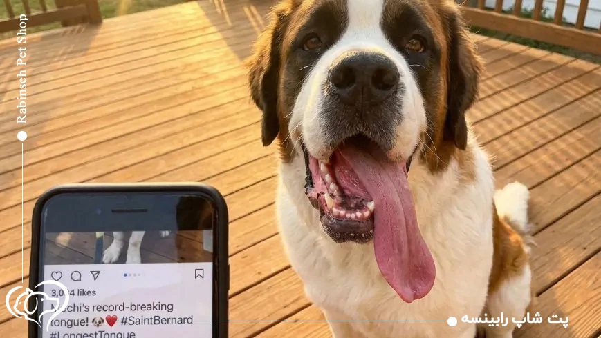 موچی با بلندترین زبان میان سگها